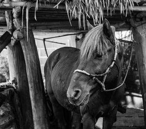 Close-up of a horse