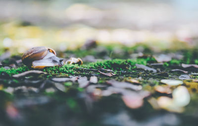 Close-up of snail on land