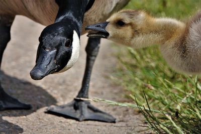 Close-up of a bird