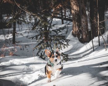 Dog on snow covered land