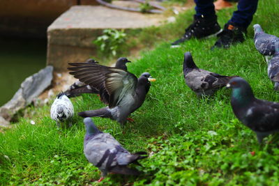 Pigeons on a land