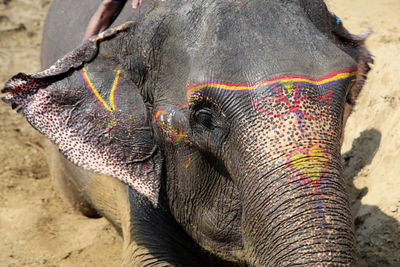 Close-up of elephant decorated with paint 