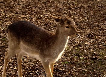 Side view of deer standing on land