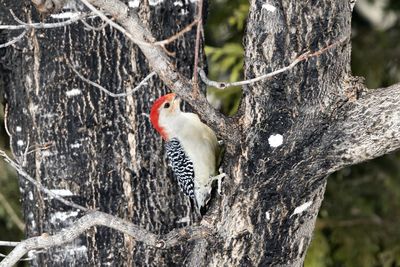 Close-up of a bird perching on tree