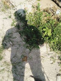 High angle view of shadow on footpath amidst plants on field