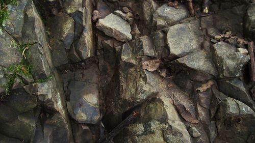 Full frame shot of tree trunk