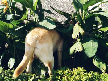 Close-up of cat standing on tree