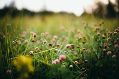 Close-up of flowering plants on field