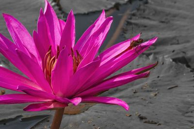 Close-up of pink flower