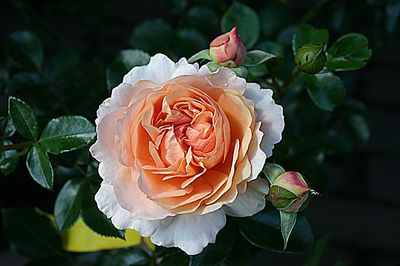 rose - flower