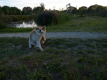 Portrait of dog on field