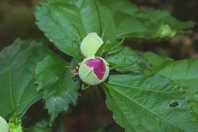 Close-up of green leaf on plant