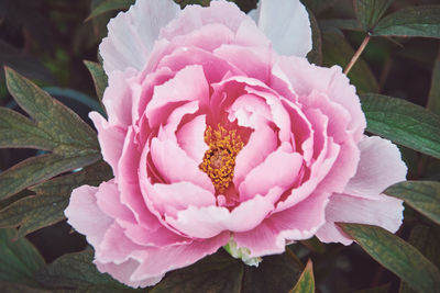 Close-up of pink rose flower