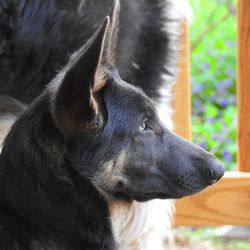 Close-up of blue german shepherd dog looking away