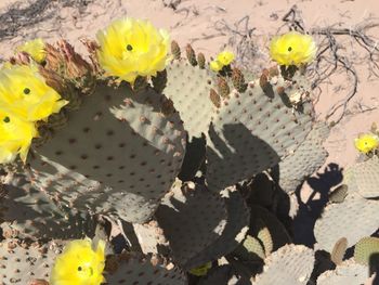 High angle view of yellow flowers