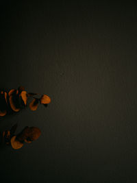 High angle view of rose on table against black background