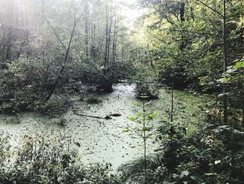 Scenic view of river in forest