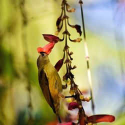 Close-up of bird perching on tree