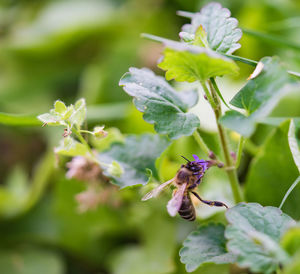 Close-up of bee on flower