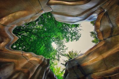 Low angle view of trees in forest against sky