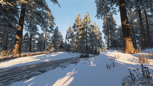 Snow covered trees against sky