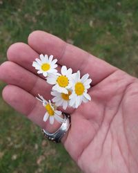 Close-up of hand holding daisy flower