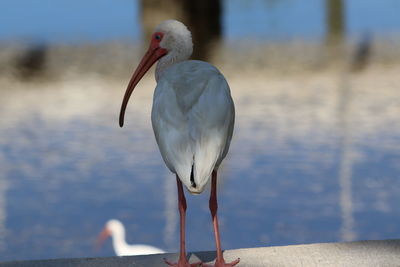 Close-up of bird perching on rock against sea