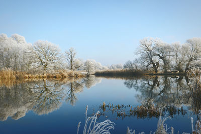 Frozen trees reflecting on calm lake