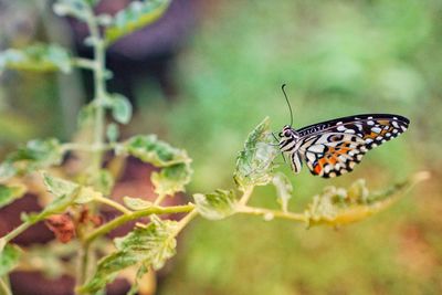 Butterfly on leaf