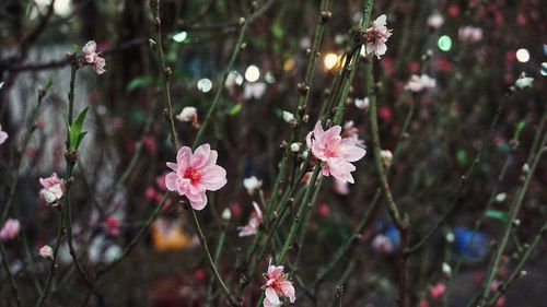 Close-up of pink flowering plant