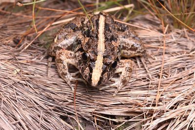 High angle view of snake in nest on field