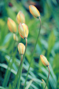 Close-up of fresh white flower buds