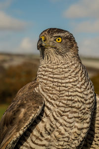 Close-up of a bird