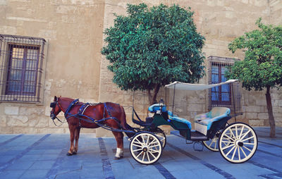 Horse cart