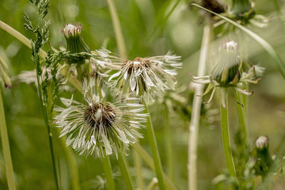 Close-up of white dandelion