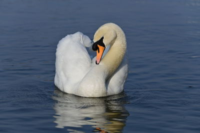 swan