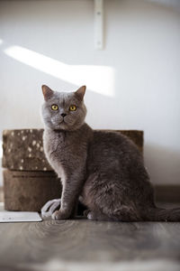 Portrait of cat sitting on table at home