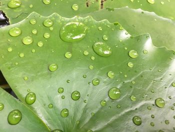 Full frame shot of raindrops on leaves