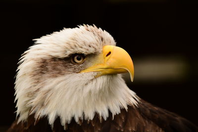 Close-up of bald eagle