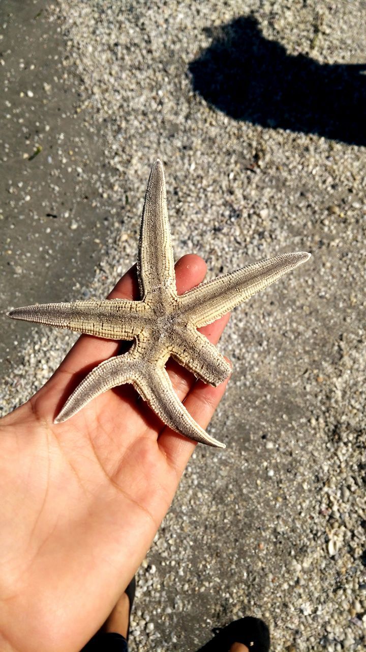 starfish, human body part, star shape, marine, sea life, one animal, hand, sea, animals in the wild, high angle view, shape, one person, human hand, animal wildlife, nature, animal themes, holding, animal, beach, unrecognizable person, outdoors, body part, finger