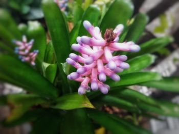 Close-up of pink flower