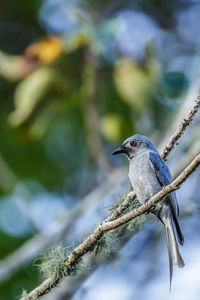 Low angle view of bird perching on branch