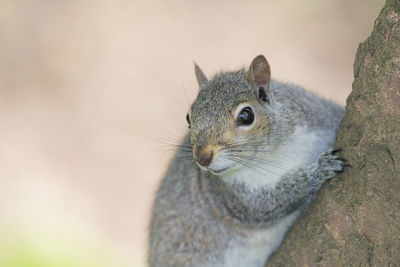 Close-up of squirrel