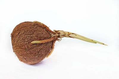 Close-up of cake on table against white background