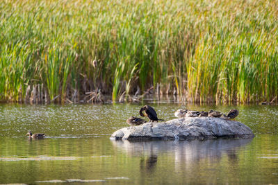 Ducks swimming in lake