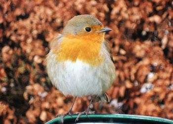 Close-up of bird