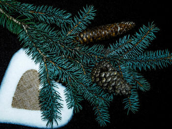 Close-up of christmas tree during winter