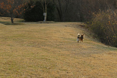 Dog running in a field