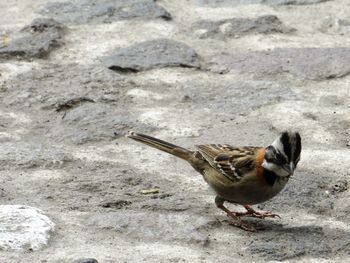 High angle view of bird on land