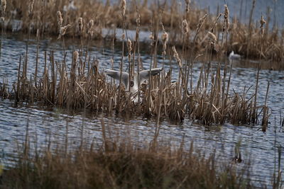 Grass in a lake